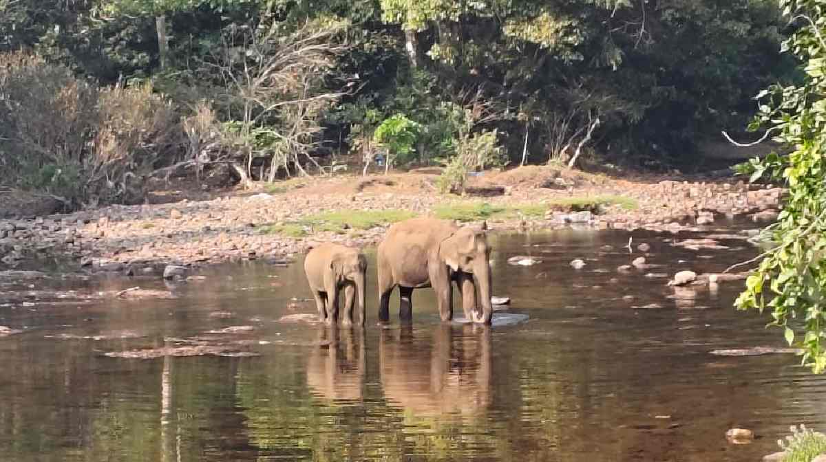 wild-elephant
