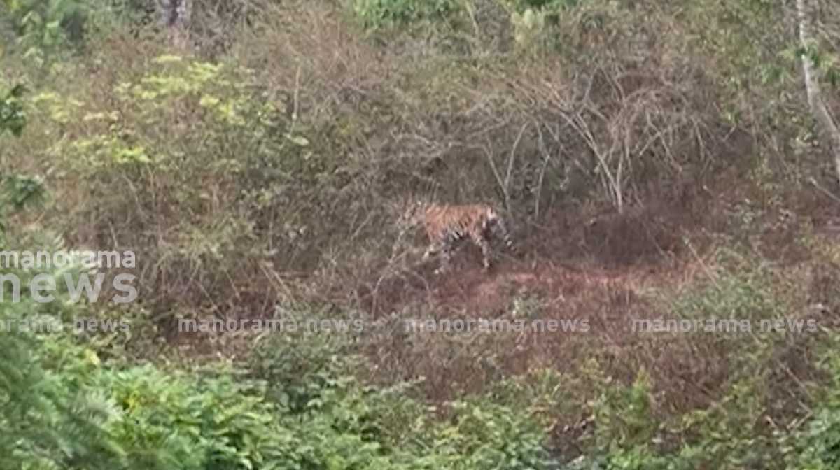 tiger-alert