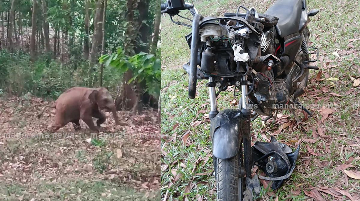 wild-elephant-attack-perumbavoor-bike-rider-escapes