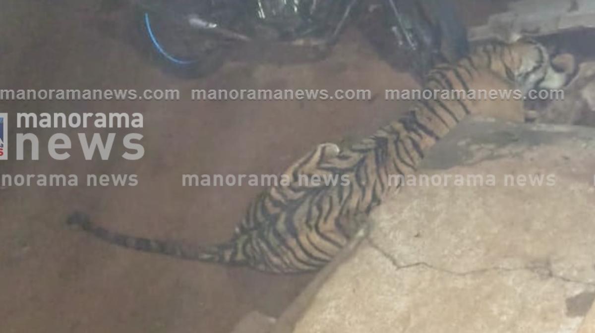 tiger-aranakkallu-idk