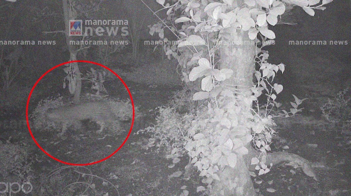 chalakudy-town-tiger-encounter-cctv