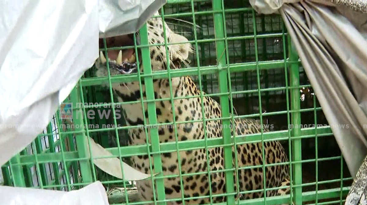 kasargod-tiger-trapped-in-cage-kollathoor