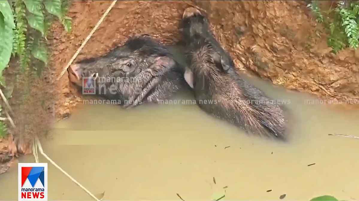 wild-boar