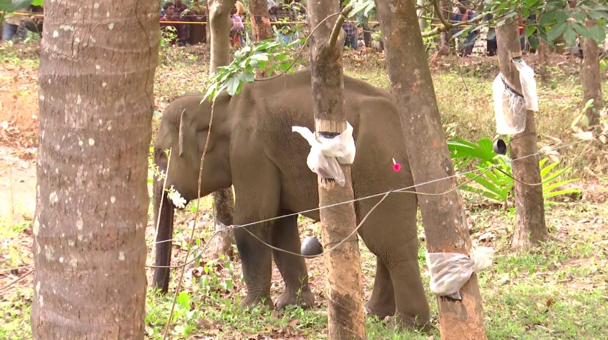 kannur-elephant