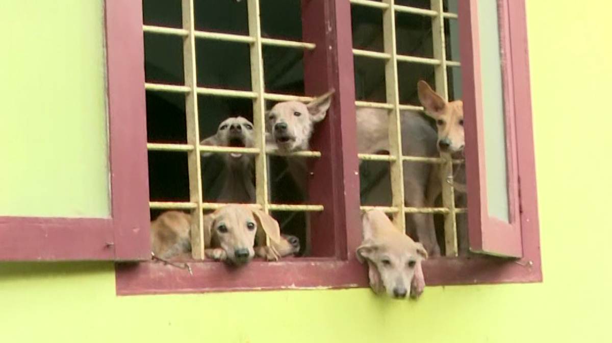 dog-pathanamthotta-house