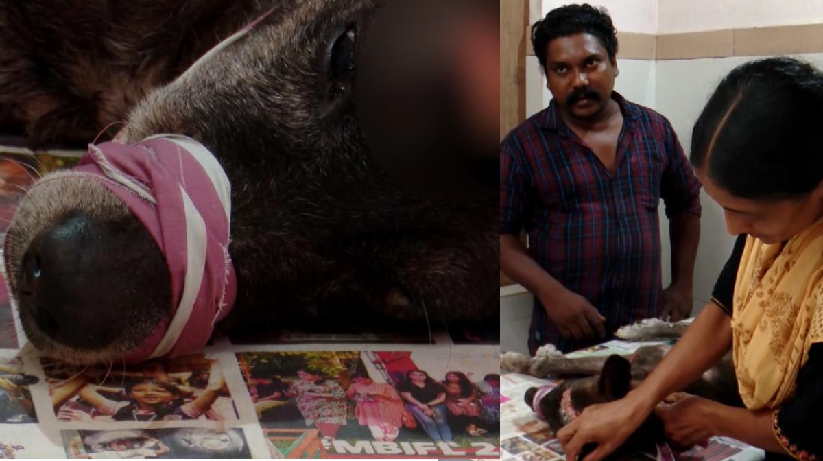 pet-dog-killed-thodupuzha-owner-brutally-injured