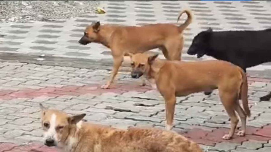 stray-dog