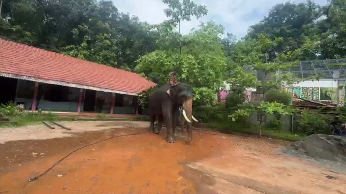 elephant-kunju-2