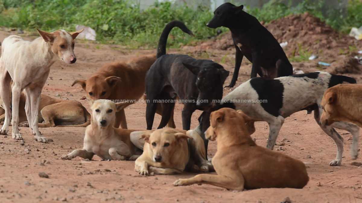 stray-dogs-2
