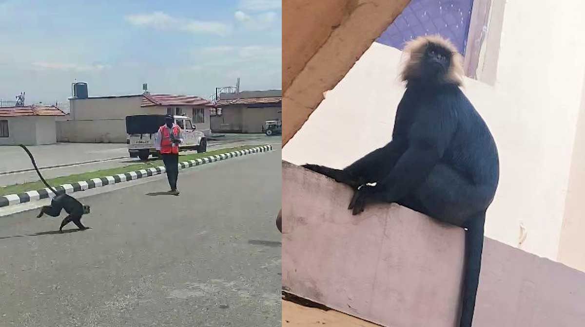 monkey-in-nedumbashery-airport