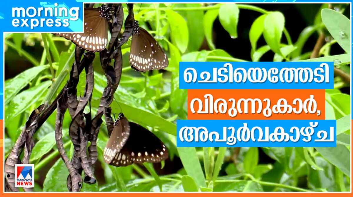 butterflies
