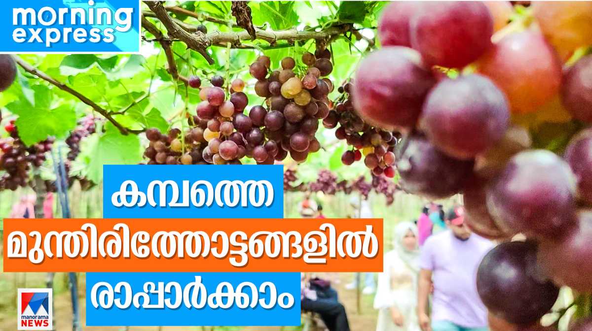 kambam-grapes