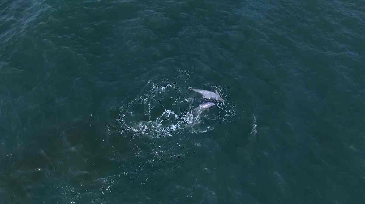 whale