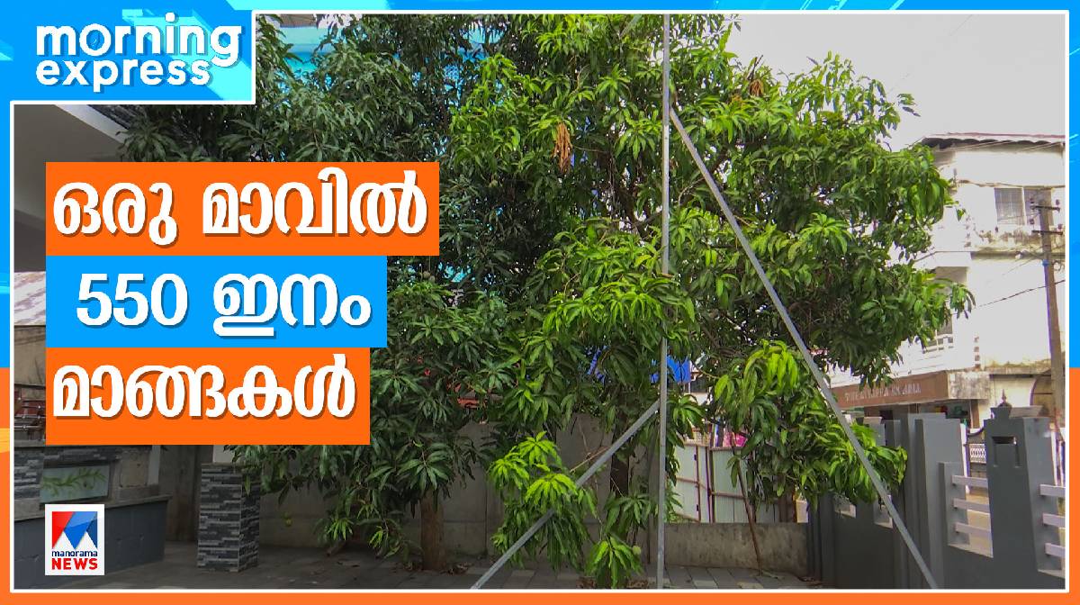 anish-mango-farm anish-mango-farm