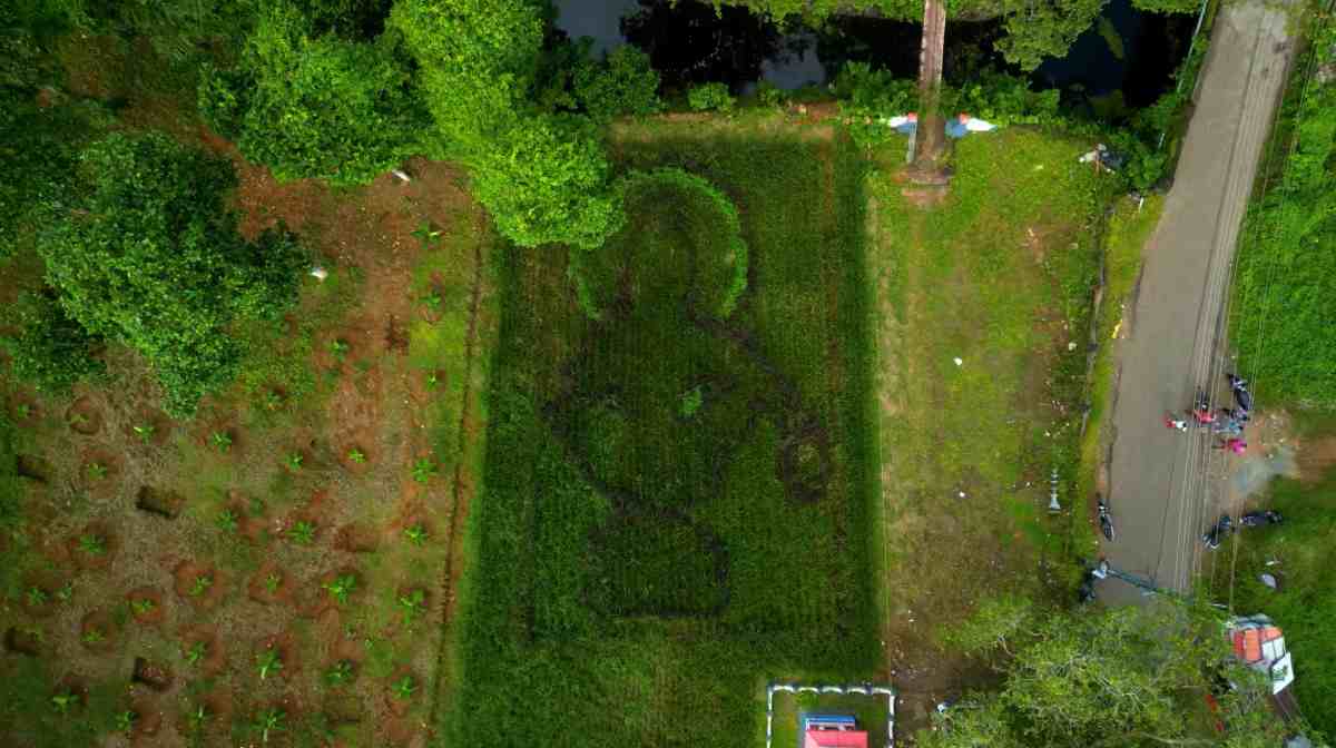 paddy-in-the-shape-of-lord-ayyappa