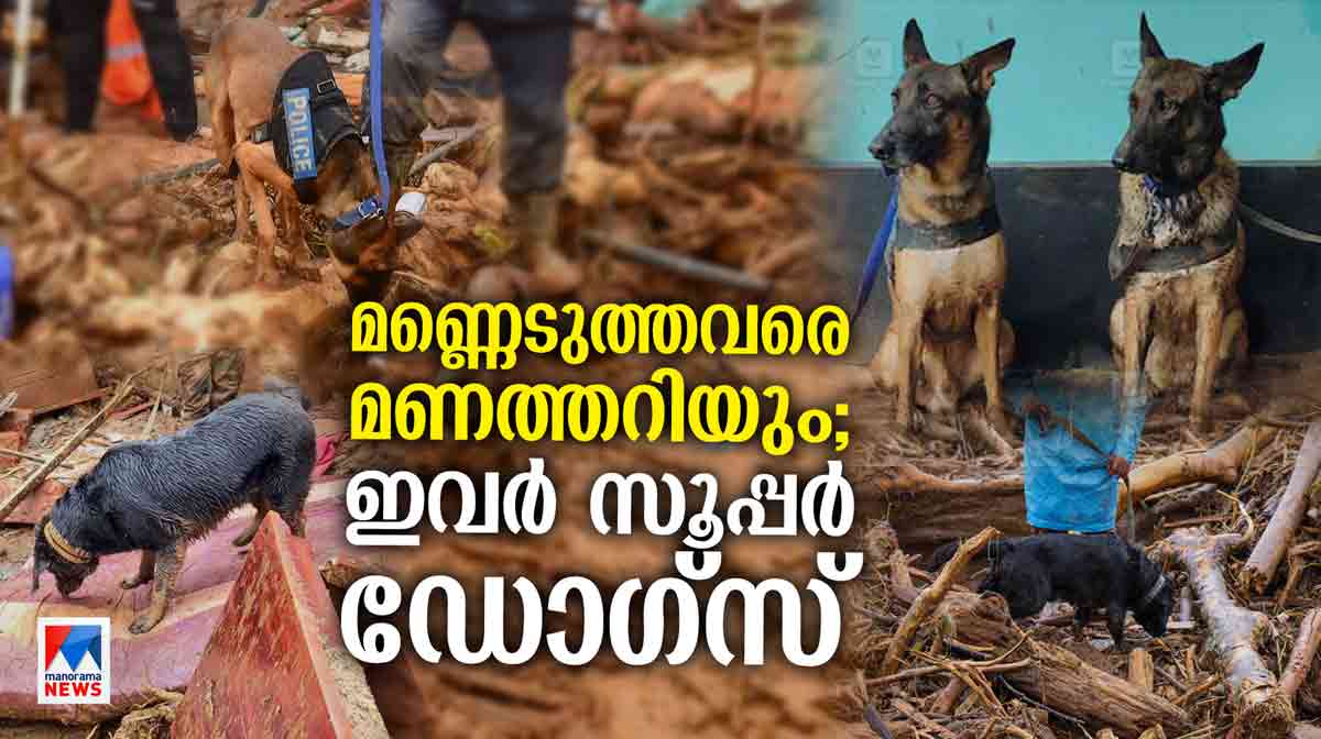 cadaver-dogs3