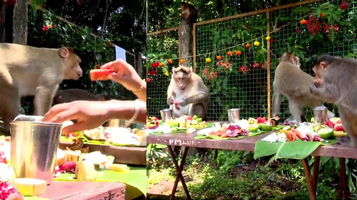 monkey-feast