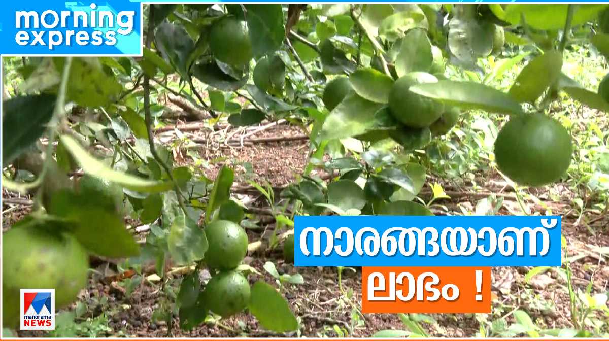 lemon-farming lemon-farming