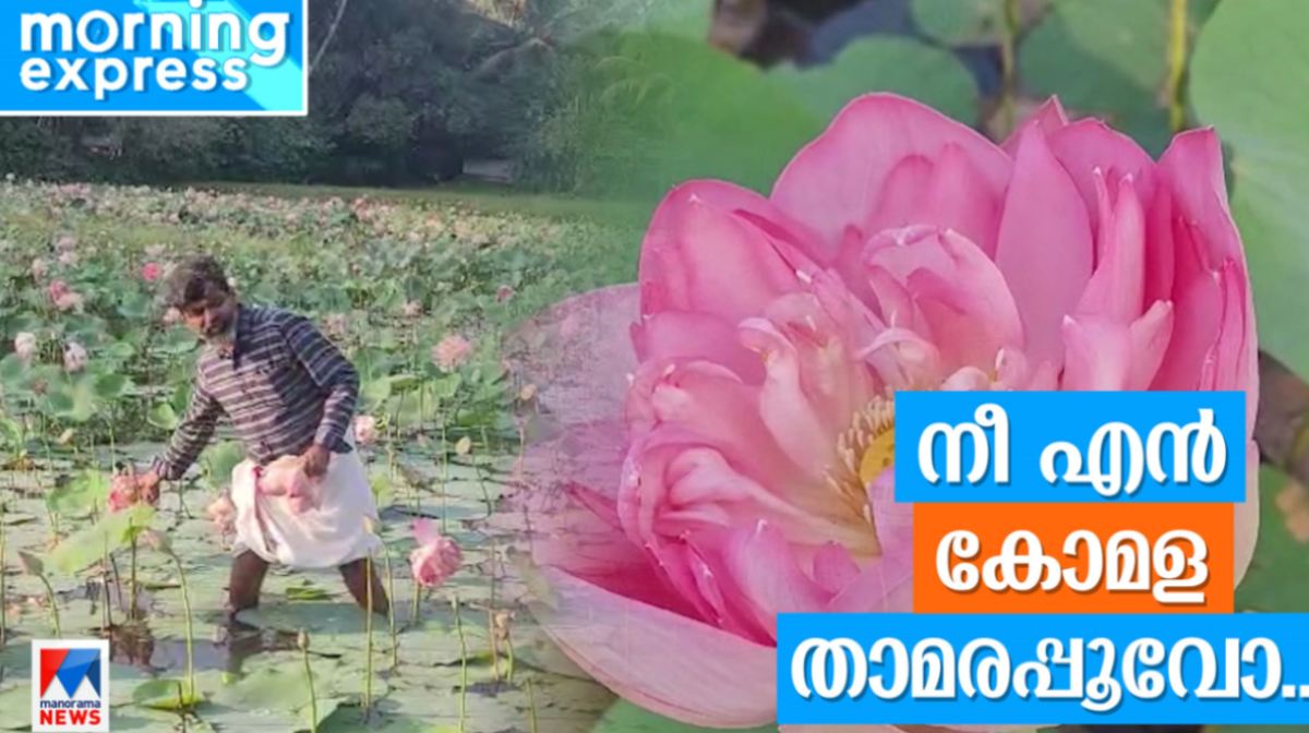lotus-farming