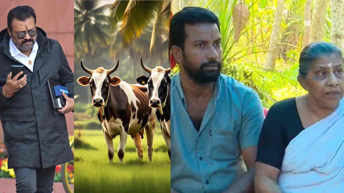 sureshgopi-cow