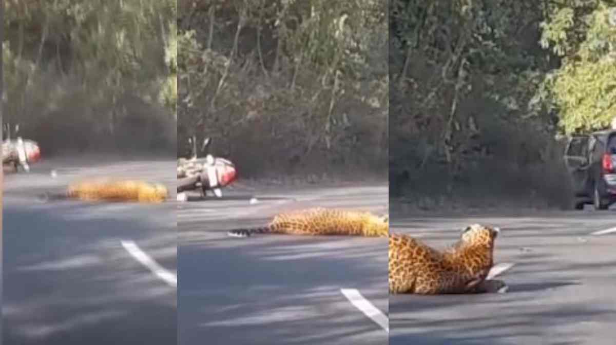 leopard-hit-in-bike-video-viral