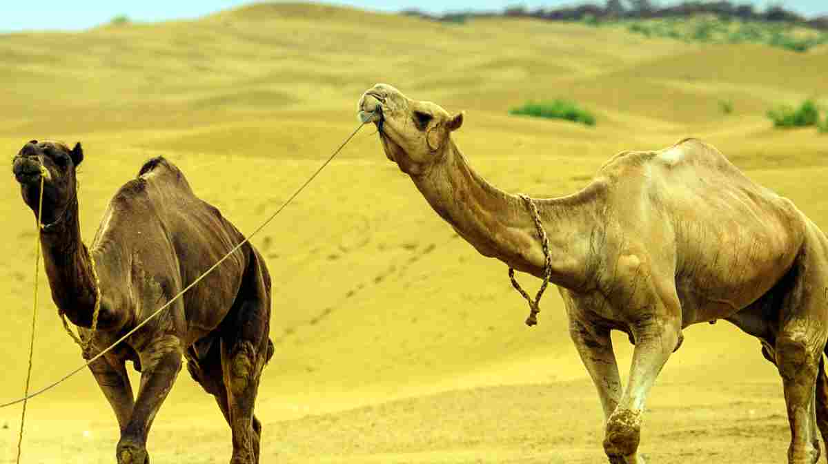 camel-meet