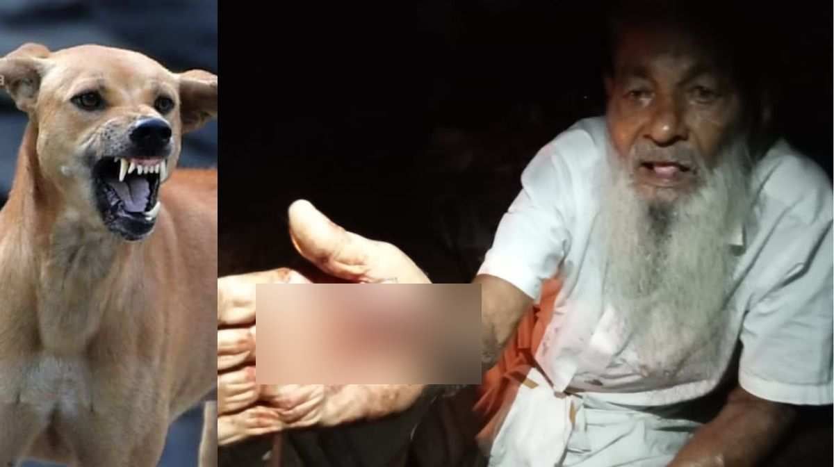 stray-dog-attack-kollam