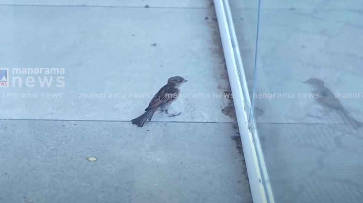 bird