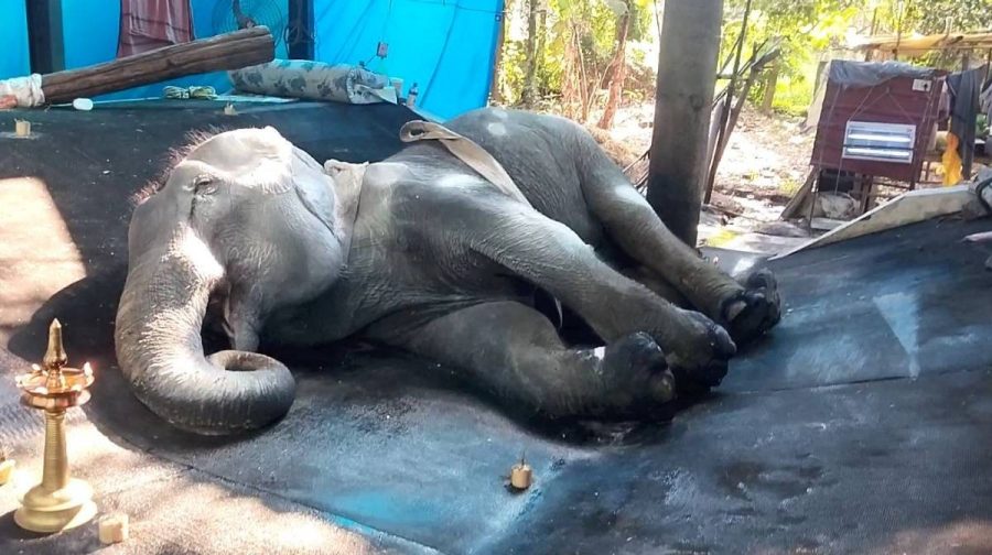 elephant-guruvayur-1304N