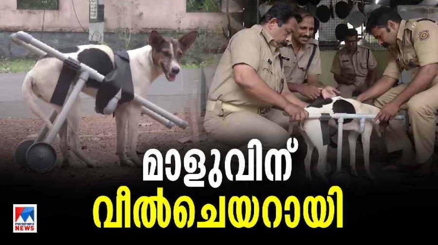 streetdog-rescue