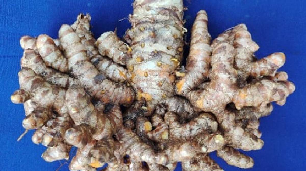 turmeric-surya