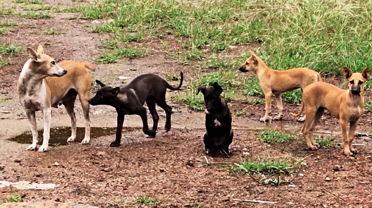 stray-dog