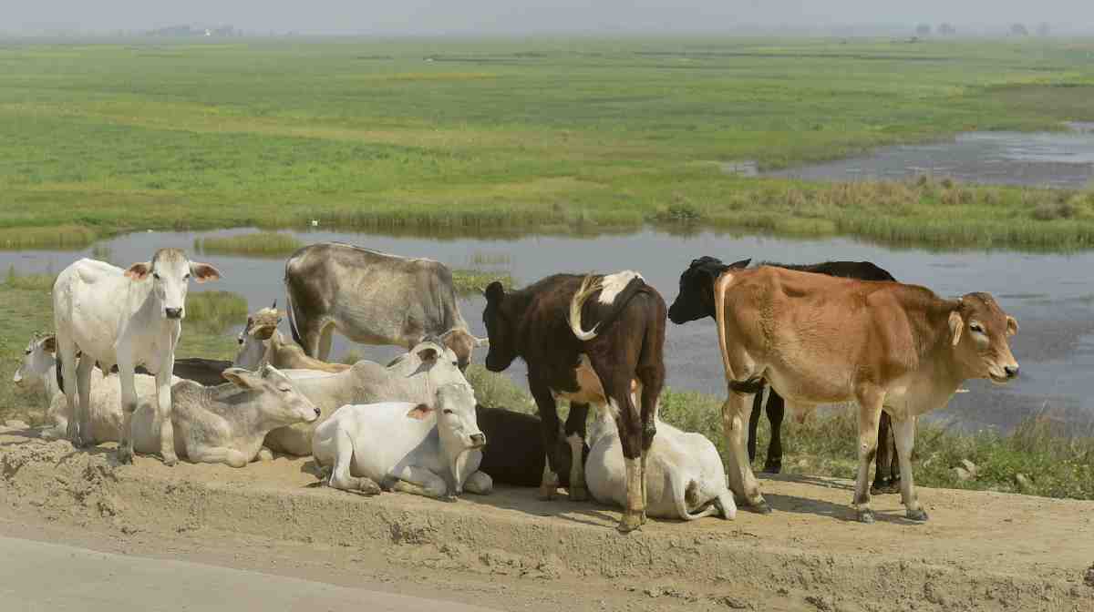 cows