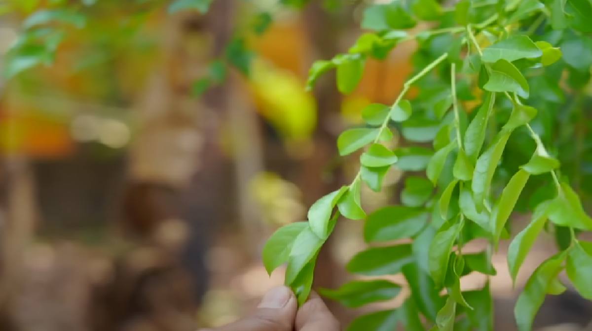 curry-leaves