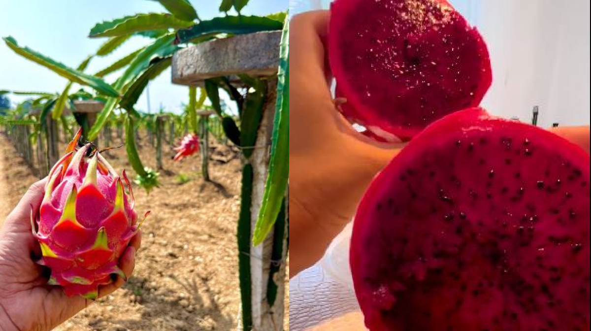 photo courtesy: dragon.fruit.kenya (instagram)