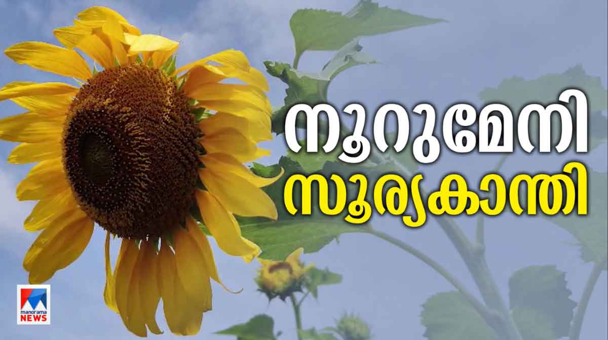sun-flower