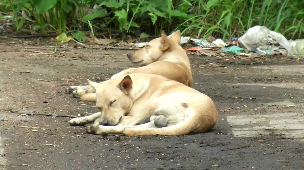 dog-vaccination