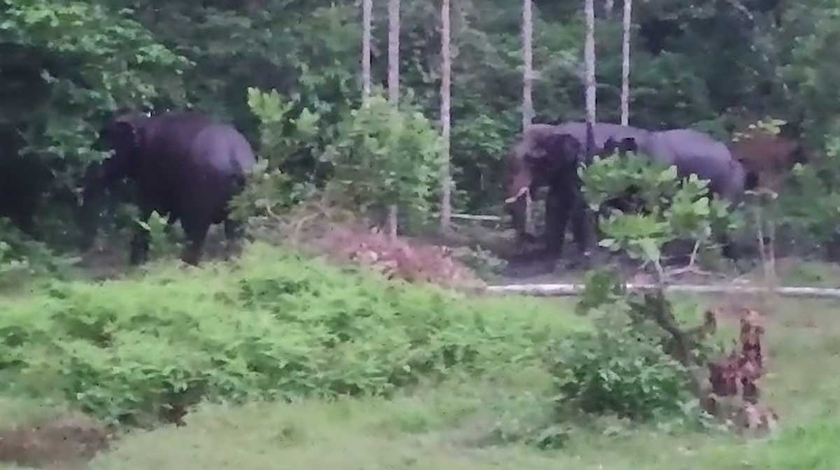 wild-elephant-attack-cheeyapara