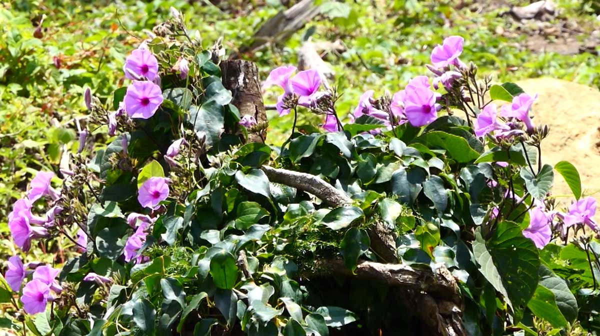 neelakurinji-idukki neelakurinji-idukki