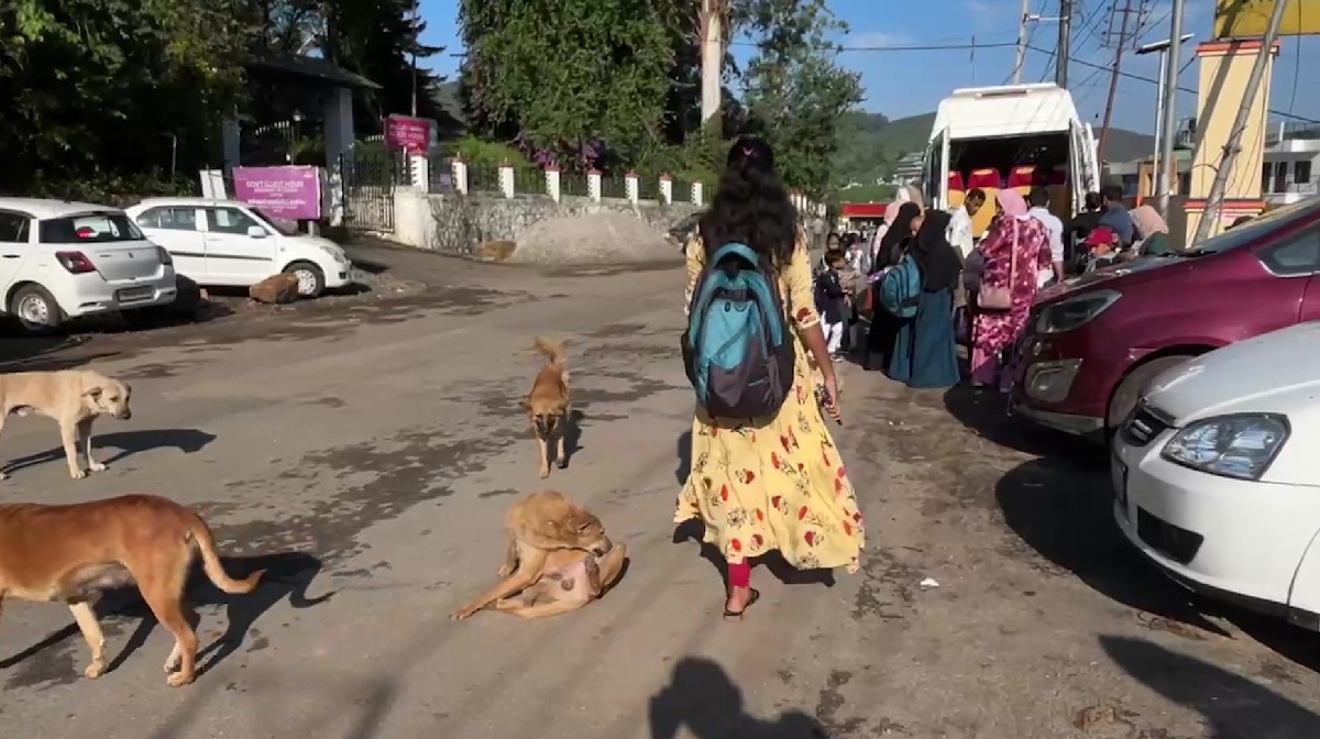 dog-idukki