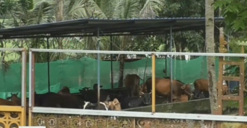 cow-farm cow-farm