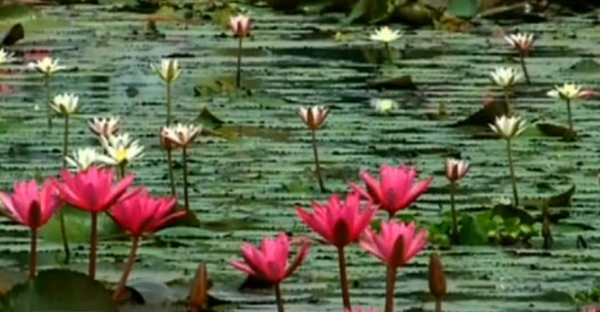 water-lilly-t water-lilly-t