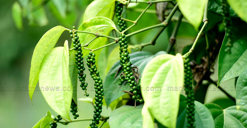 pepper-idukki-25