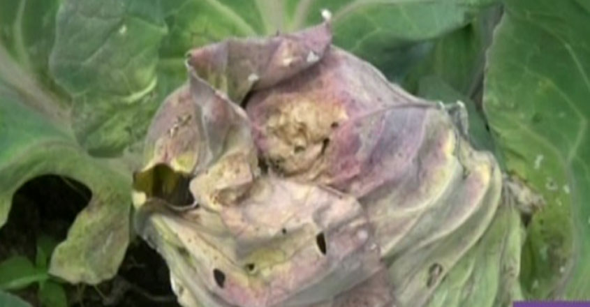 Marayoor-Kanthallor-cabbage