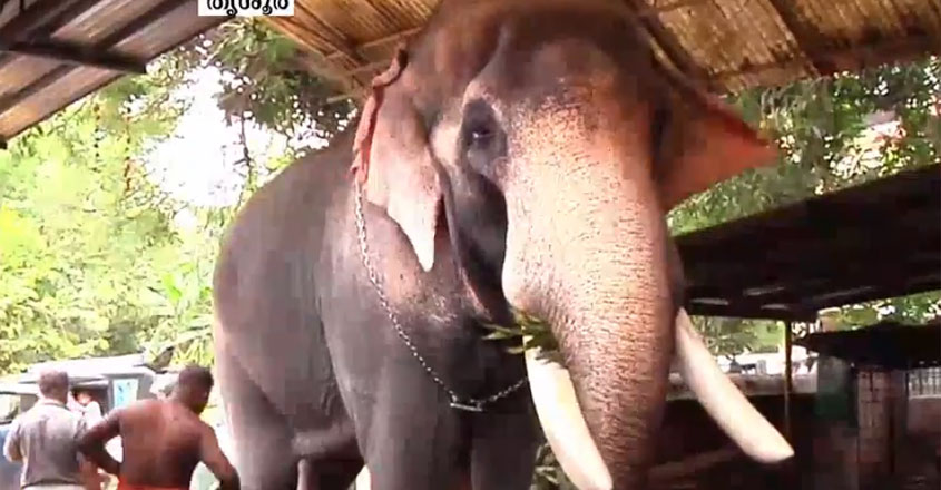 elephant5 elephant5