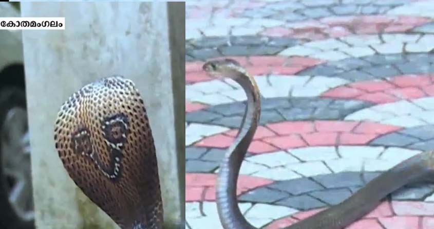 snake12 snake12