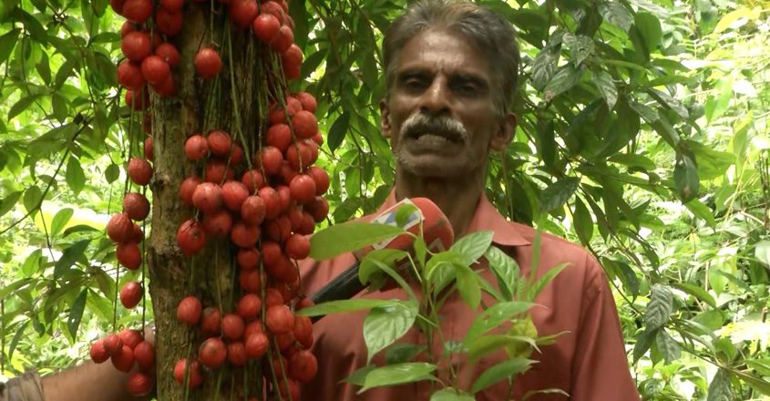 muttipazham muttipazham