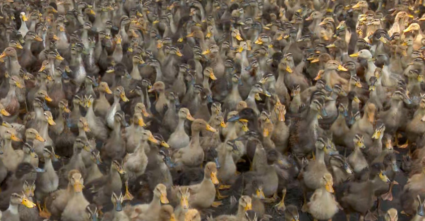 duck-web duck-web