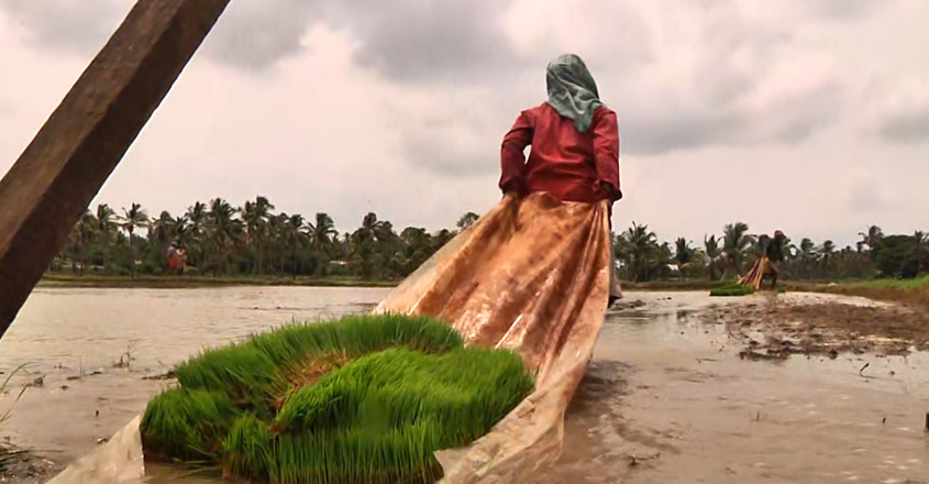 paddy-seed paddy-seed