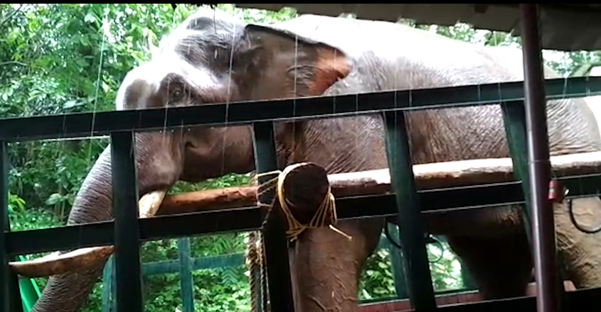 elephant-03 elephant-03